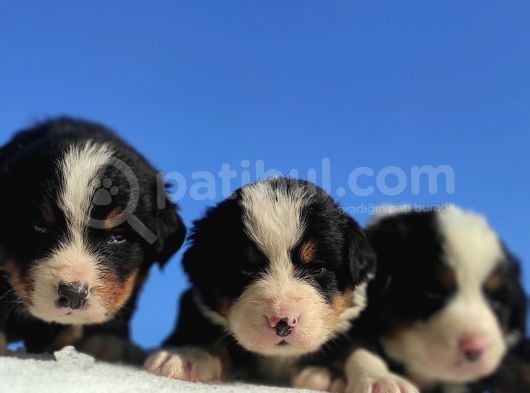 Bernese Mountain Dog Yavrulari Sanslipatilerde görsel
