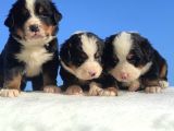 Bernese Mountain Dog Yavrulari Sanslipatilerde