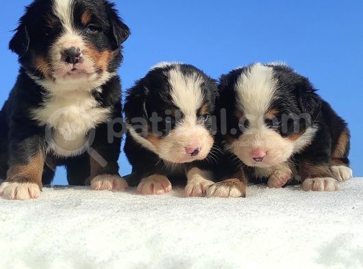 Bernese Mountain Dog Yavrulari Sanslipatilerde görsel