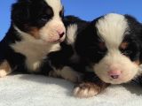 Bernese Mountain Dog Yavrulari Sanslipatilerde