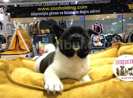 Vonalp Pet Garanti̇li̇ Ameri̇kan Aki̇ta Inu Yavrularimiz