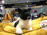 Vonalp Pet Garanti̇li̇ Ameri̇kan Aki̇ta Inu Yavrularimiz