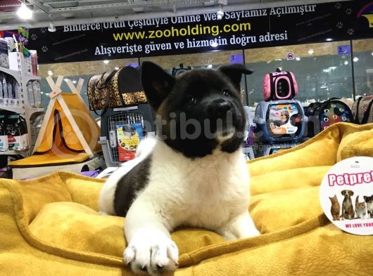 Vonalp Pet Garanti̇li̇ Ameri̇kan Aki̇ta Inu Yavrularimiz görsel