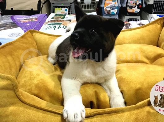 Vonalp Pet Garanti̇li̇ Ameri̇kan Aki̇ta Inu Yavrularimiz görsel