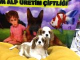VONALP PET GARANTİLİ CAVALİER KİNG CHARLES YAVRULARIMIZ