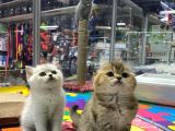 VONALP PET GARANTİSİYLE SCOTTISH FOLD YAVRULARIMIZ