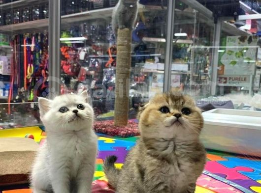 Vonalp Pet Garanti̇si̇yle Scottish Fold Yavrularimiz