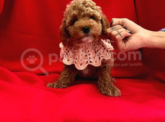 Safkan Toy Poodle Yavrularımız görsel