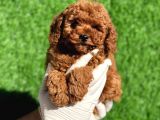 Mini Boy Safkan Poodle Bebeklerimiz
