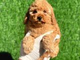Mini Boy Safkan Poodle Bebeklerimiz