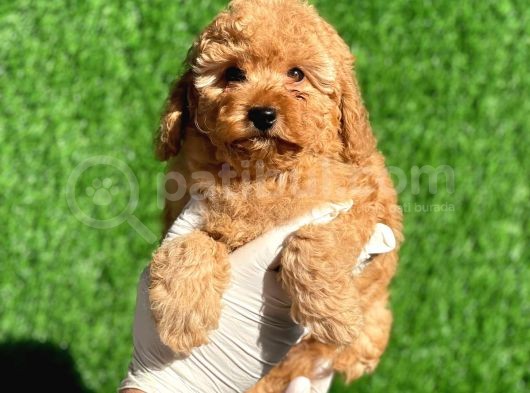 Mini Boy Safkan Poodle Bebeklerimiz görsel