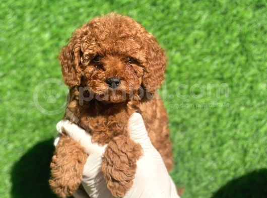 Mini Boy Safkan Poodle Bebeklerimiz görsel