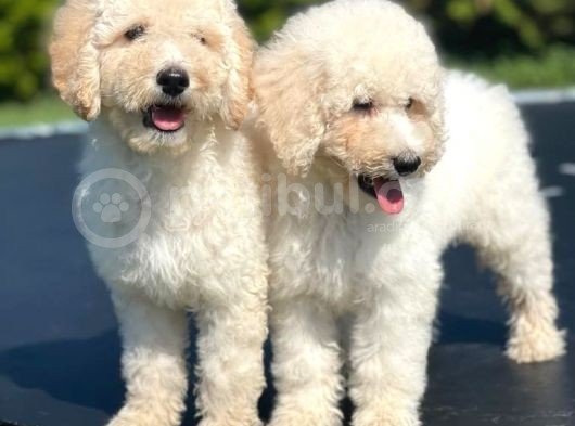 Turkiyede Tek Standart Poodle Bebeklerimiz görsel