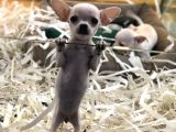 Vonalp Pet Garanti̇li̇ Chi̇huahua (Şi̇vava) Yavrularimiz