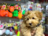 Vonalp Pet Garanti̇li̇ Malti̇poo Yavrularimiz