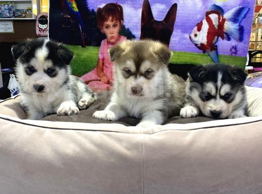 Vonalp Pet Garanti̇li̇ Si̇bi̇rya Kurdu (Husky) Yavrularimiz