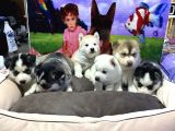 Vonalp Pet Garanti̇li̇ Si̇bi̇rya Kurdu (Husky) Yavrularimiz