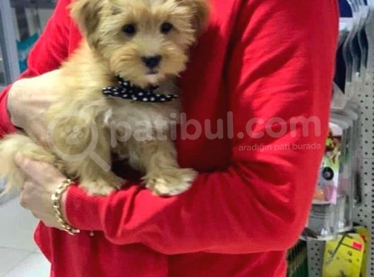 VONALP PET GARANTİLİ MALTİPOO YAVRULARIMIZ