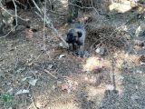 Kaliteli Kangal Yavrular