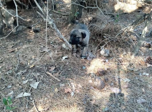 Kaliteli Kangal Yavrular görsel