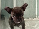 Vonalpet Garanti̇si̇yle Mükemmel Kali̇tede Blue  French Bulldog  Yavrularimiz