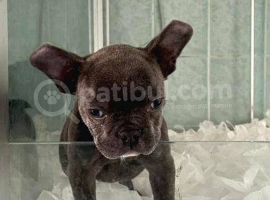Vonalpet Garanti̇si̇yle Mükemmel Kali̇tede Blue  French Bulldog  Yavrularimiz görsel