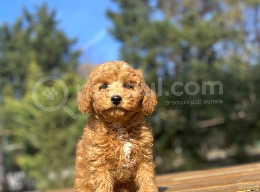 Di̇şi̇ Toy Poodle Beveği̇mi̇z Aşili görsel