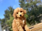 A Kali̇te Aşili Toy Poodle Bebekler