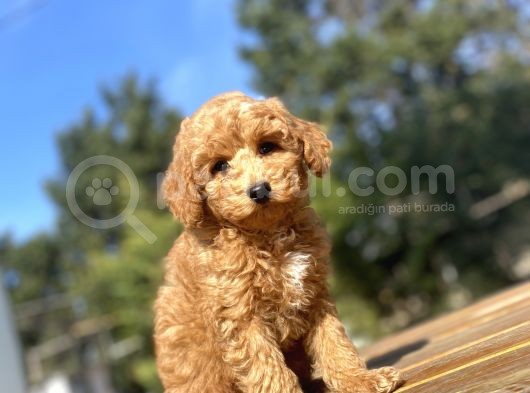 A Kali̇te Aşili Toy Poodle Bebekler görsel