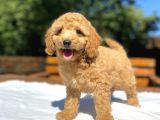 AŞILI SEVİMLİ TOY POODLE BEBEKLER