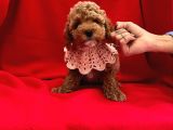 Çi̇kolata Tadinda Toy Poodle Yavrulari