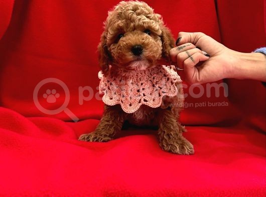Çi̇kolata Tadinda Toy Poodle Yavrulari görsel