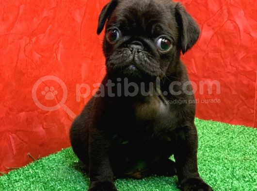Gözleri̇ni̇zi̇ Kamaştiracak Güzelli̇kte Si̇yah Dişi Ve Erkek Pug görsel