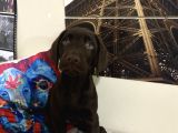 Orjinal Çikolata Labrador Bebekler