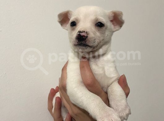 Chihuahua Yavruları görsel