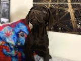 Orjinal Çikolata Labrador Bebekler