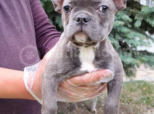 Vonalpet Garanti̇si̇yle Mükemmel Kali̇tede Blue  French Bulldog  Yavrularimiz