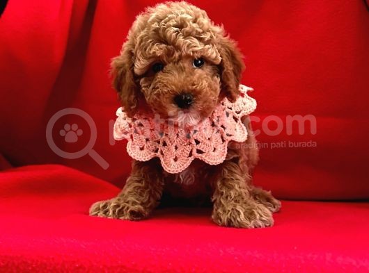 Çi̇kolata Tadinda Toy Poodle Yavrulari görsel