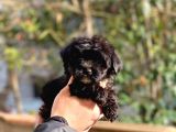 Son kalan erkek maltipoo yavrum
