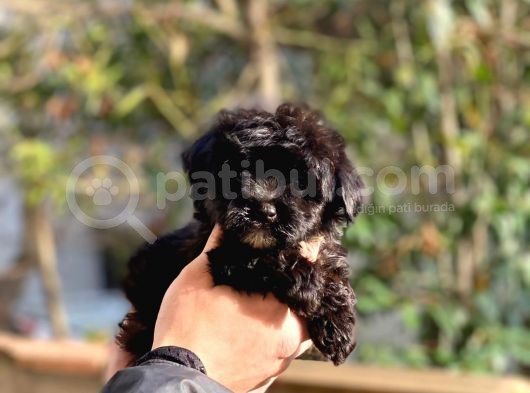 Son Kalan Erkek Maltipoo Yavrum