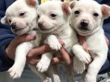 Chihuahua Yavruları