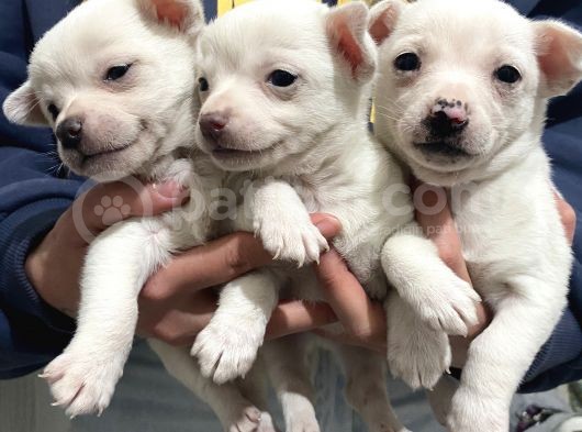 Chihuahua Yavruları görsel