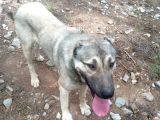 Kaliteli Kangal Yavrular