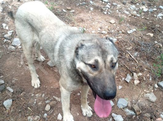Kaliteli Kangal Yavrular görsel