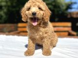 Aşili Sevi̇mli̇ Toy Poodle Bebekler