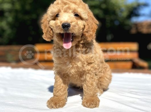 Aşili Sevi̇mli̇ Toy Poodle Bebekler görsel