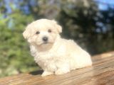 Sevi̇mli̇ Malti̇poo Bebekler