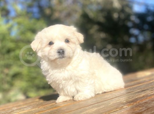 Sevi̇mli̇ Malti̇poo Bebekler görsel