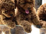 Vonalpet Garanti̇si̇yle Mükemmel Kali̇tede Poodle Yavrularimiz
