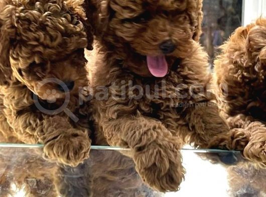 Vonalpet Garanti̇si̇yle Mükemmel Kali̇tede Poodle Yavrularimiz görsel